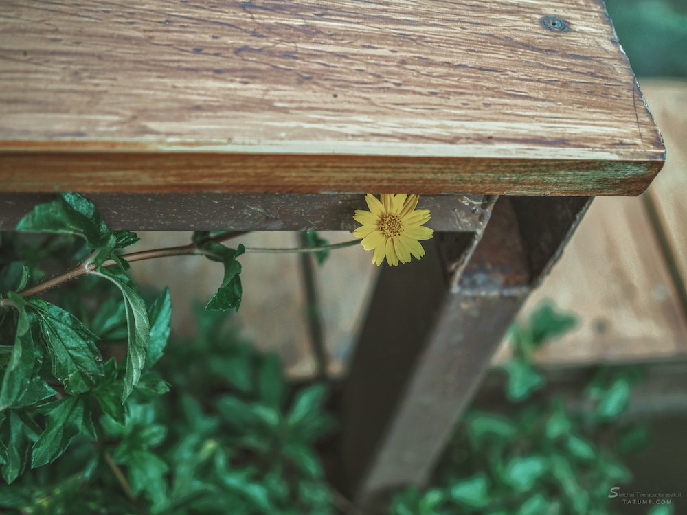 อันความรู้รู้กระจ่างแต่อย่างเดียว