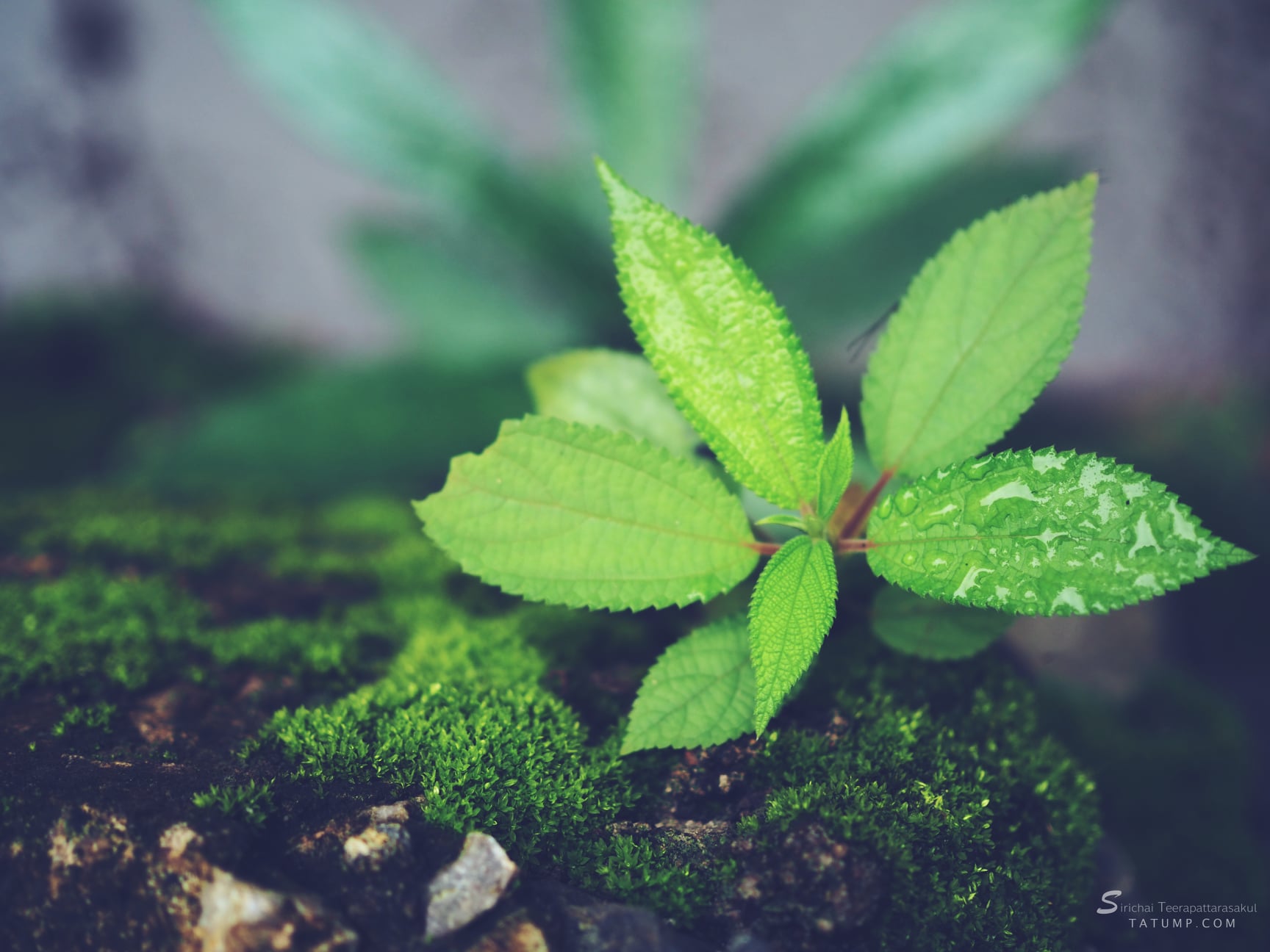 ไม่ใช่นักดื่ม ?