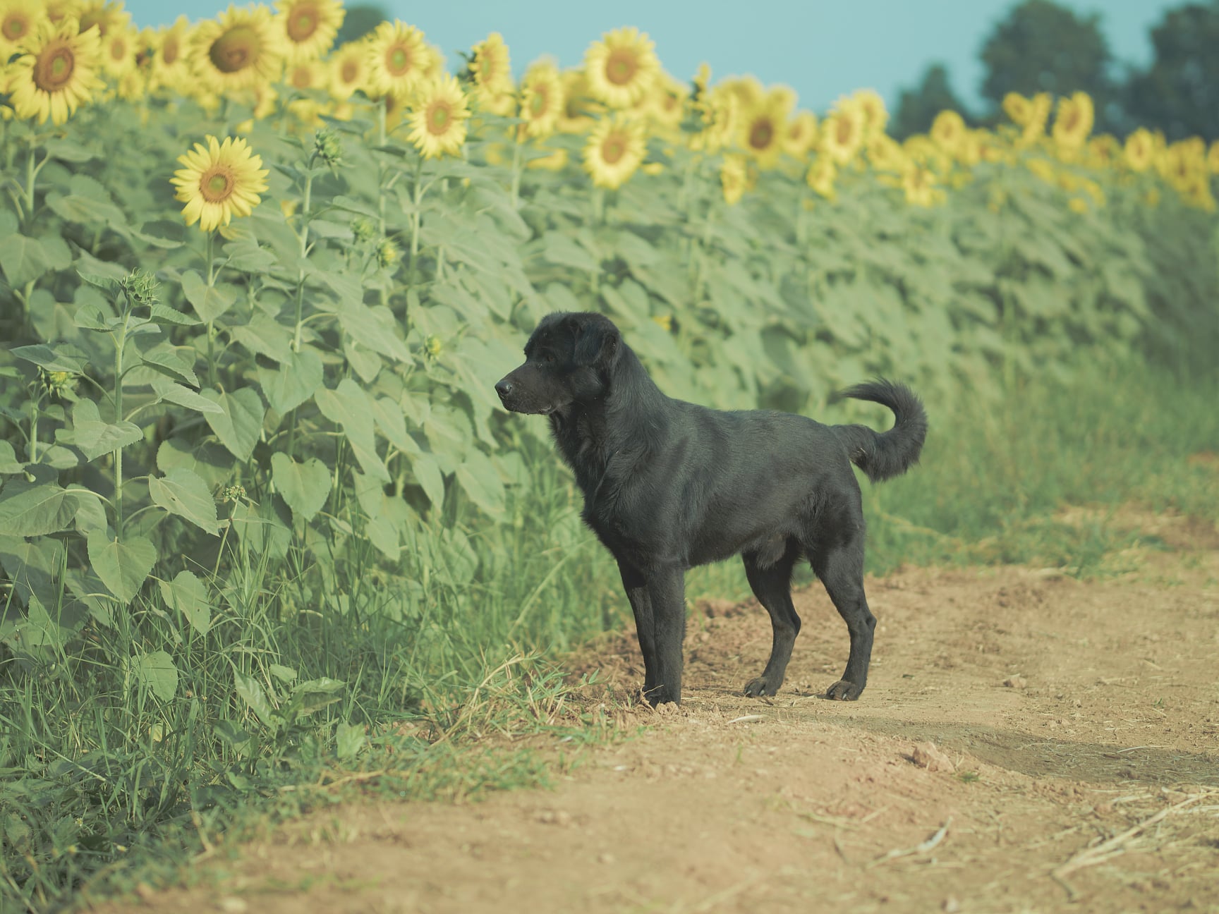 รีบล้มแล้วรีบลุก