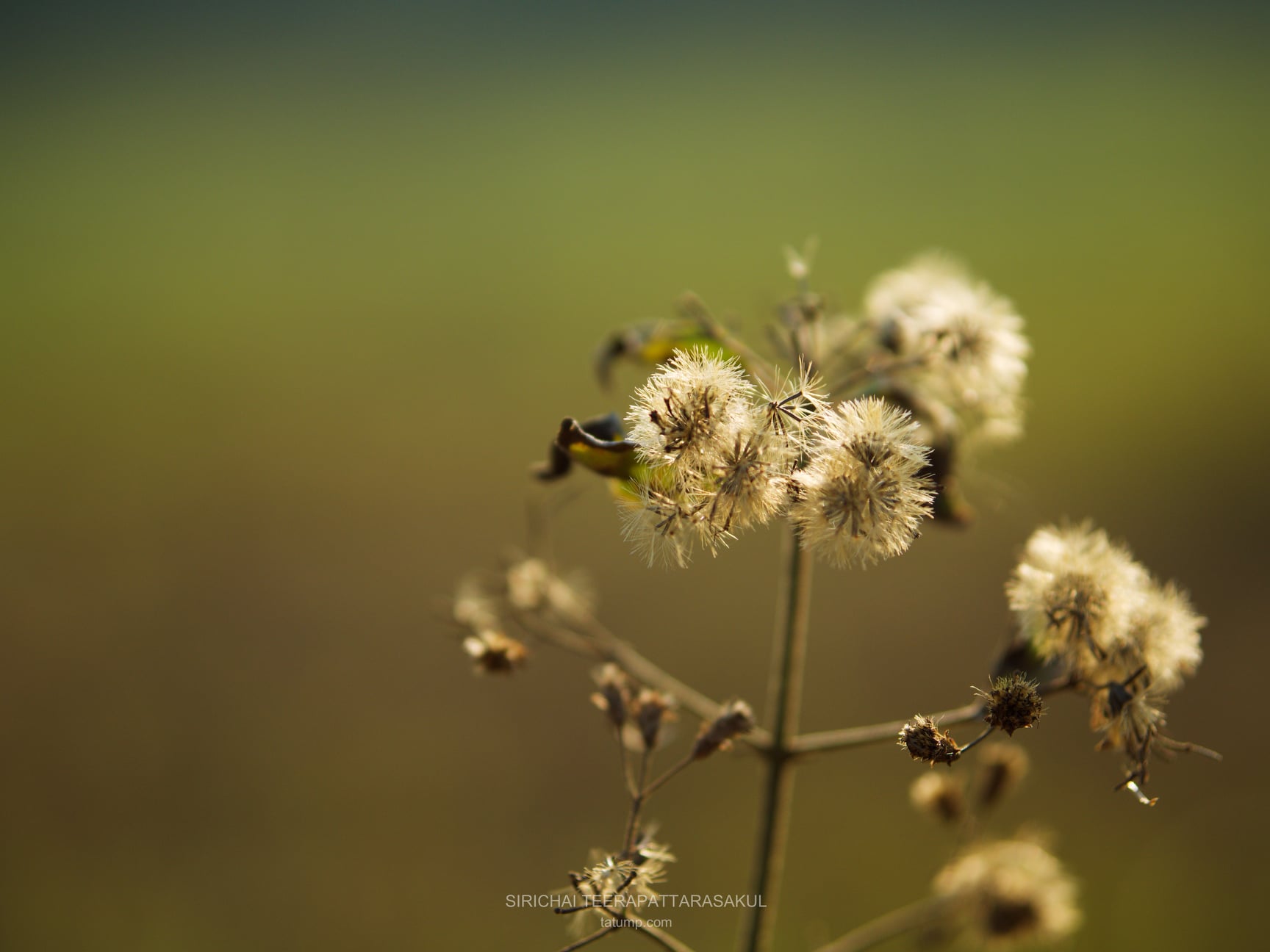 ปลดแอกจาก Facebook