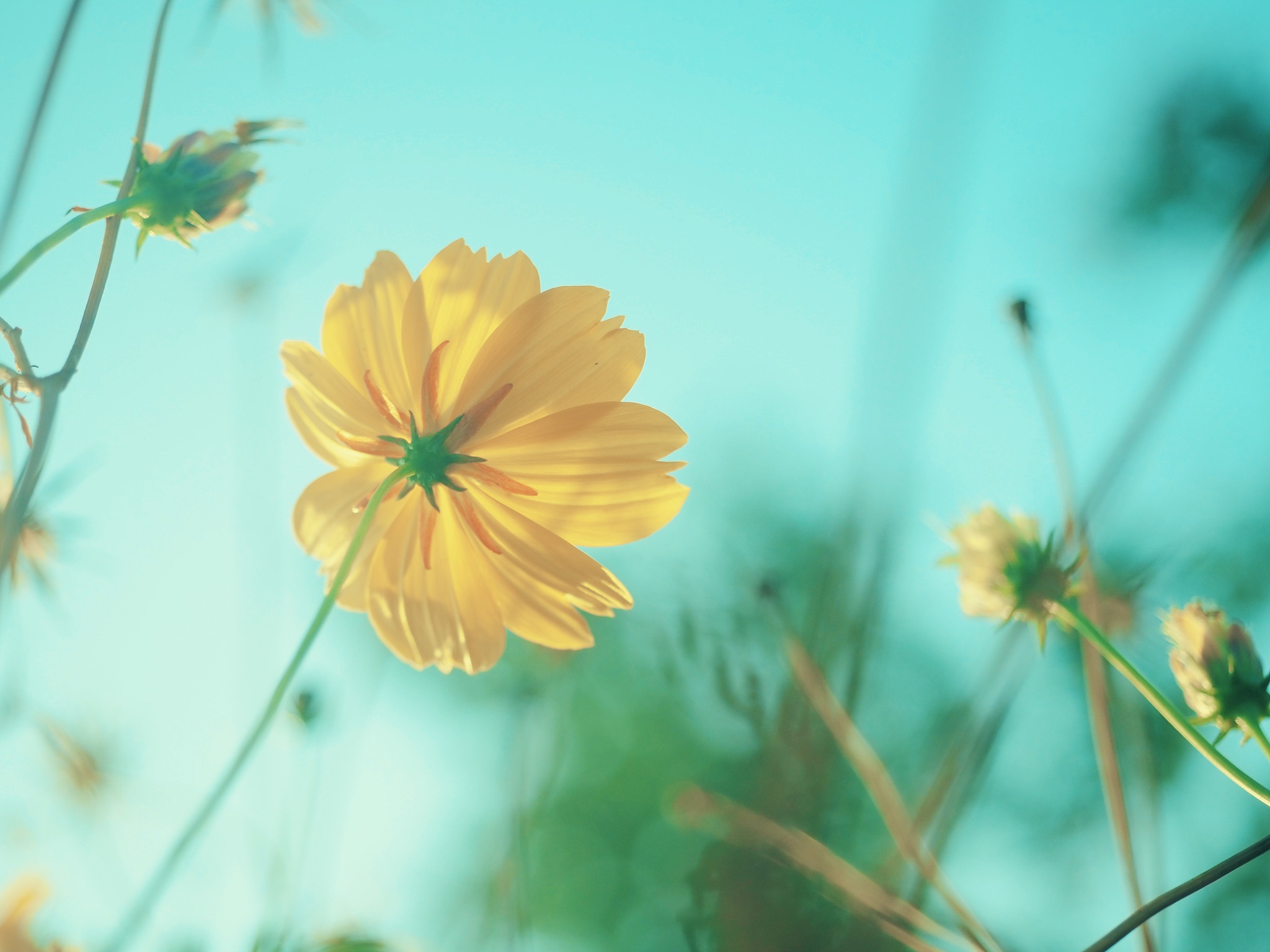 ทำดีอย่าหวังผล